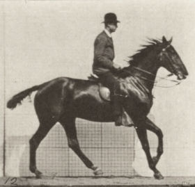 Plate 616 'Daisy' cantering, saddled — figure reference